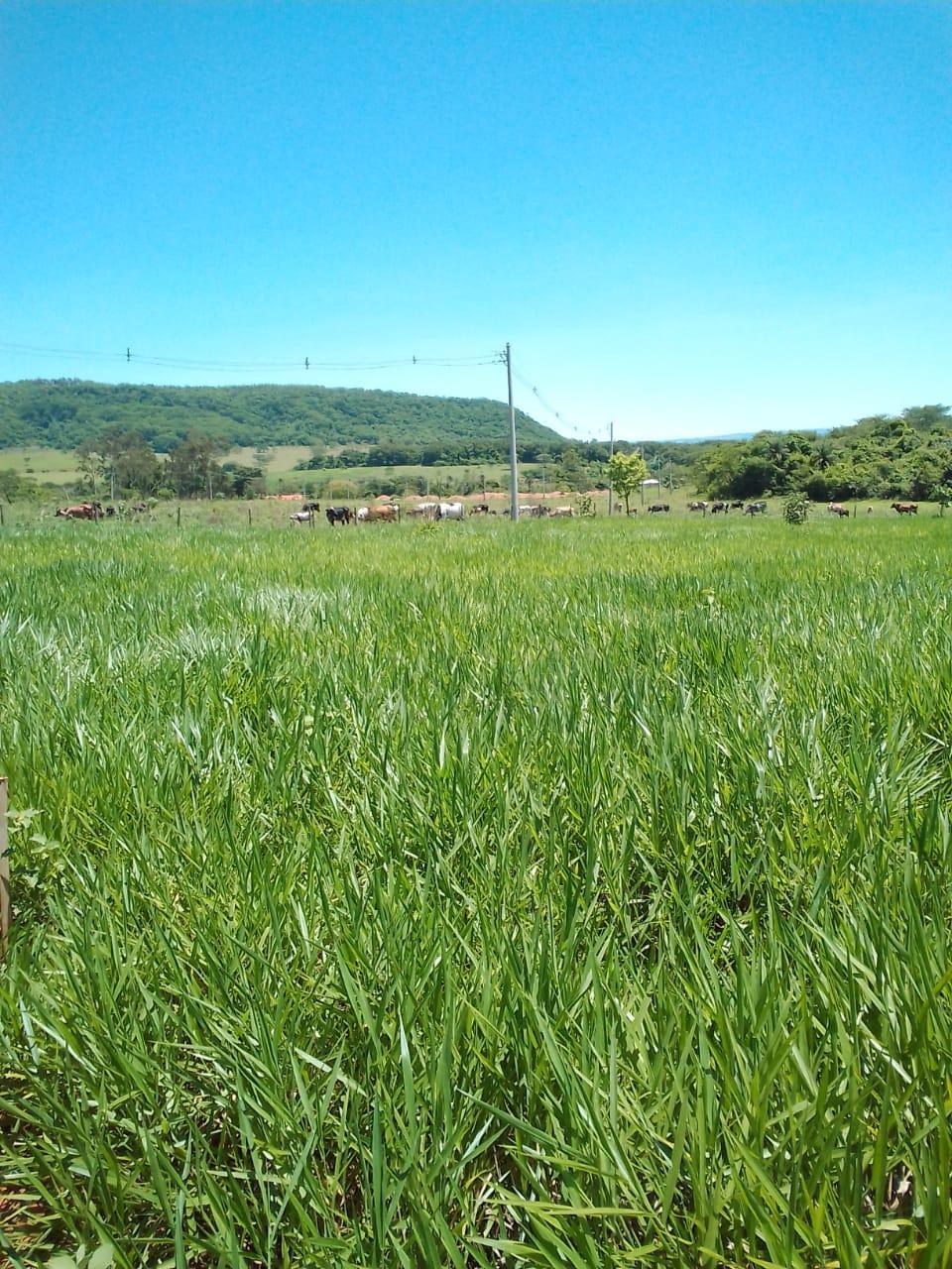 Terreno à venda - ,Rifaina